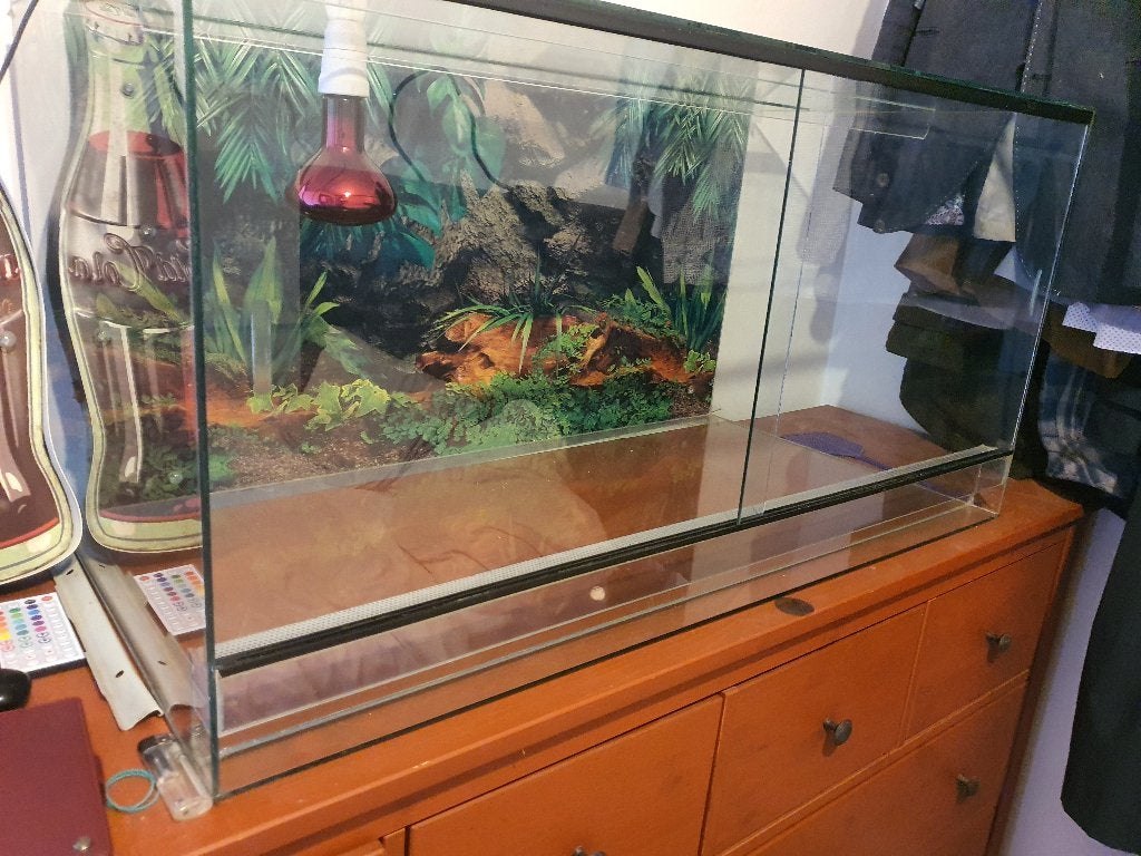 Terrarium 100x50x50, Animaux & Accessoires, Enlèvement, Utilisé, Terrarium ou Paludarium