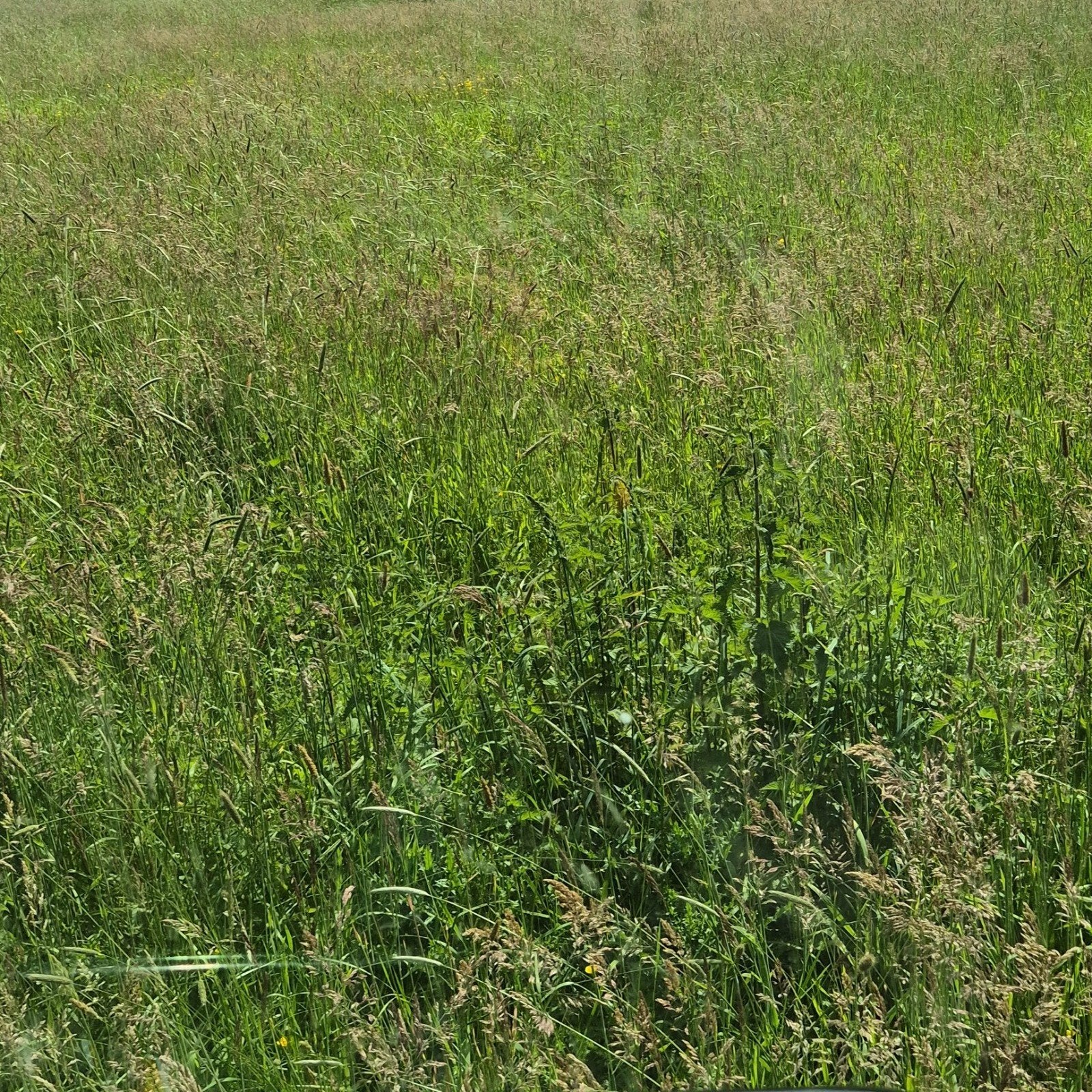 Ben je opzoek naar iemand voor u gras hooi of voordroog