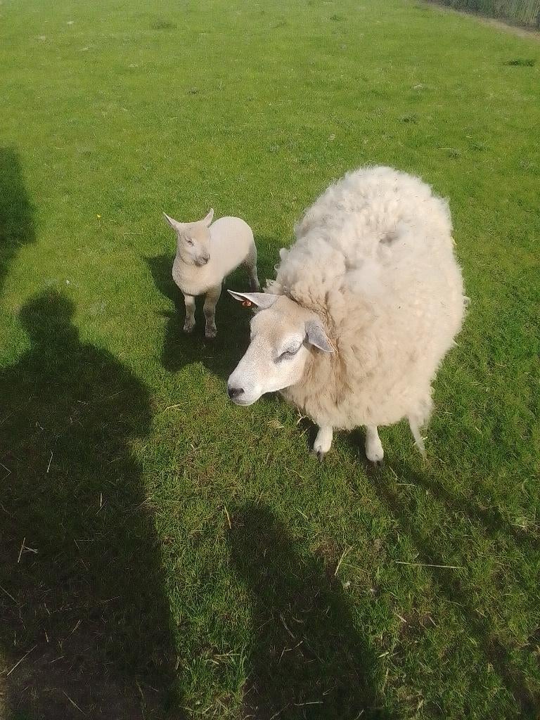 Ooi met lam, Mouton