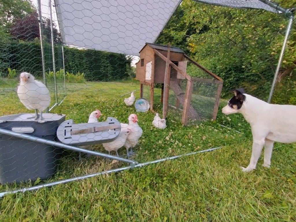 Hondenoppas, uitlaten hond, puppysit, Ophalen