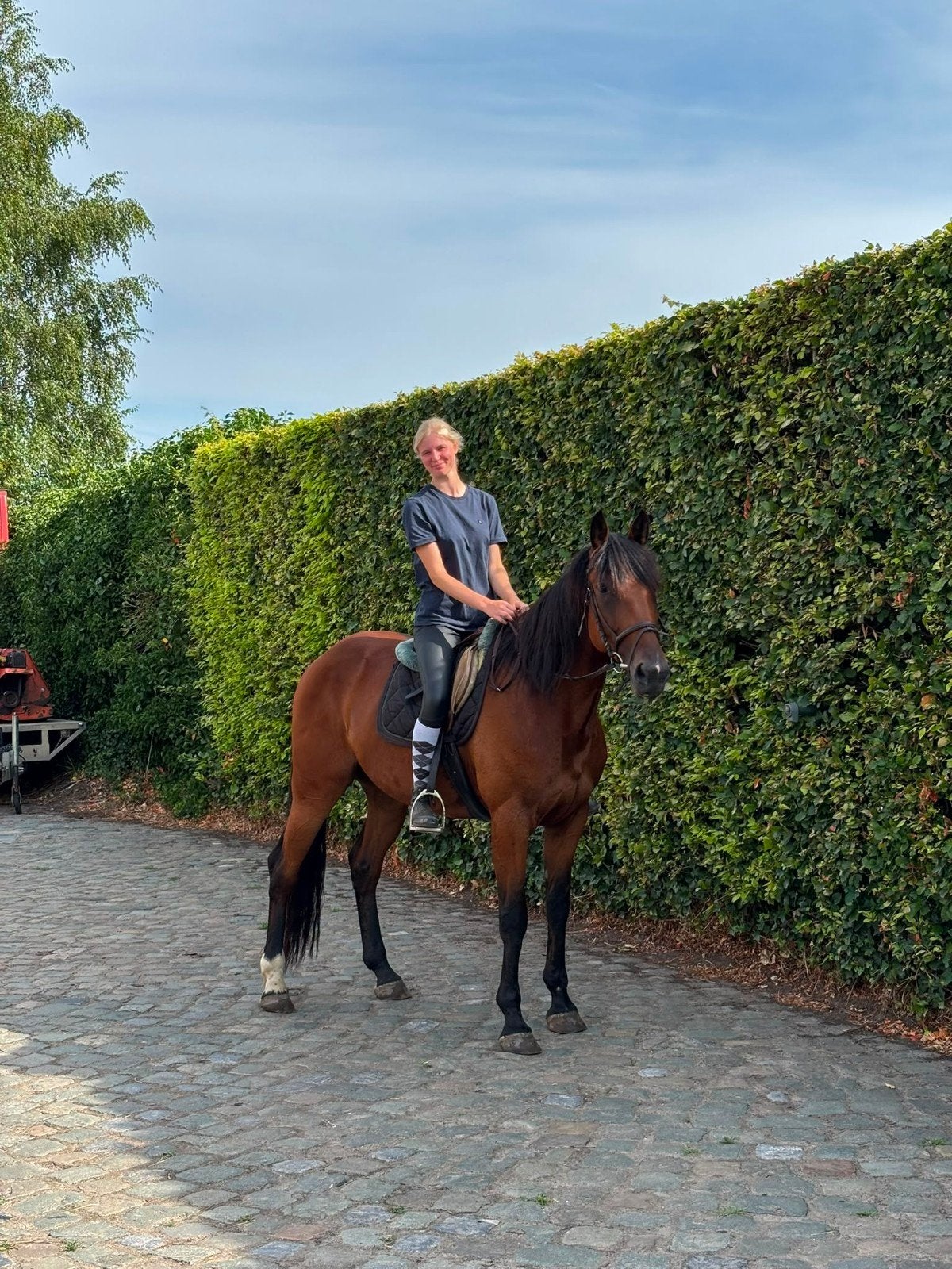5 jarige ruin te koop, Animaux & Accessoires, Chevaux, Débourré, 160 à 165 cm, Cheval de récréation, 3 à 6 ans