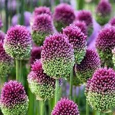 Allium Sphaerocephalon, Enlèvement