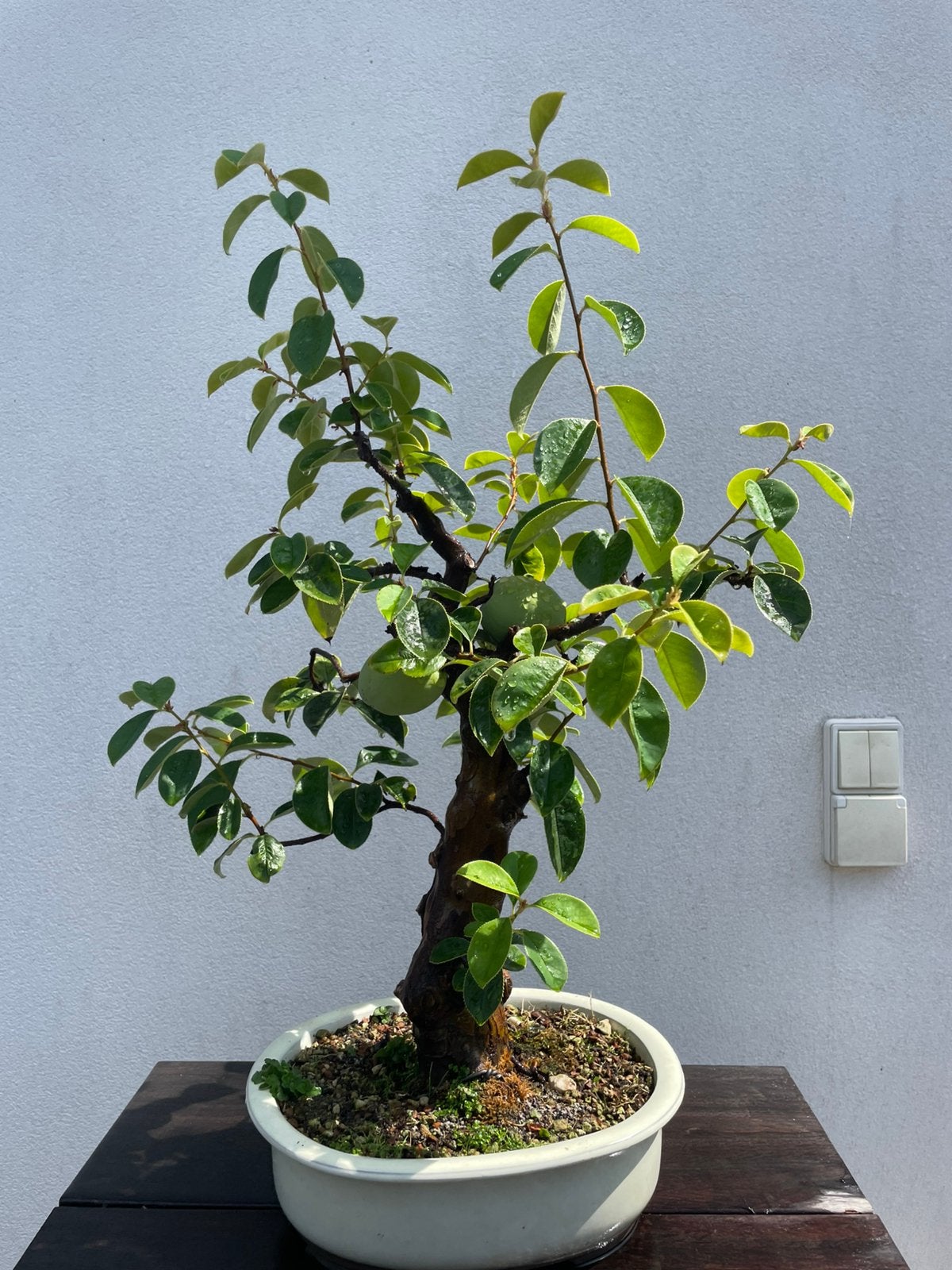 Bonsai, Tuin en Terras, Ophalen