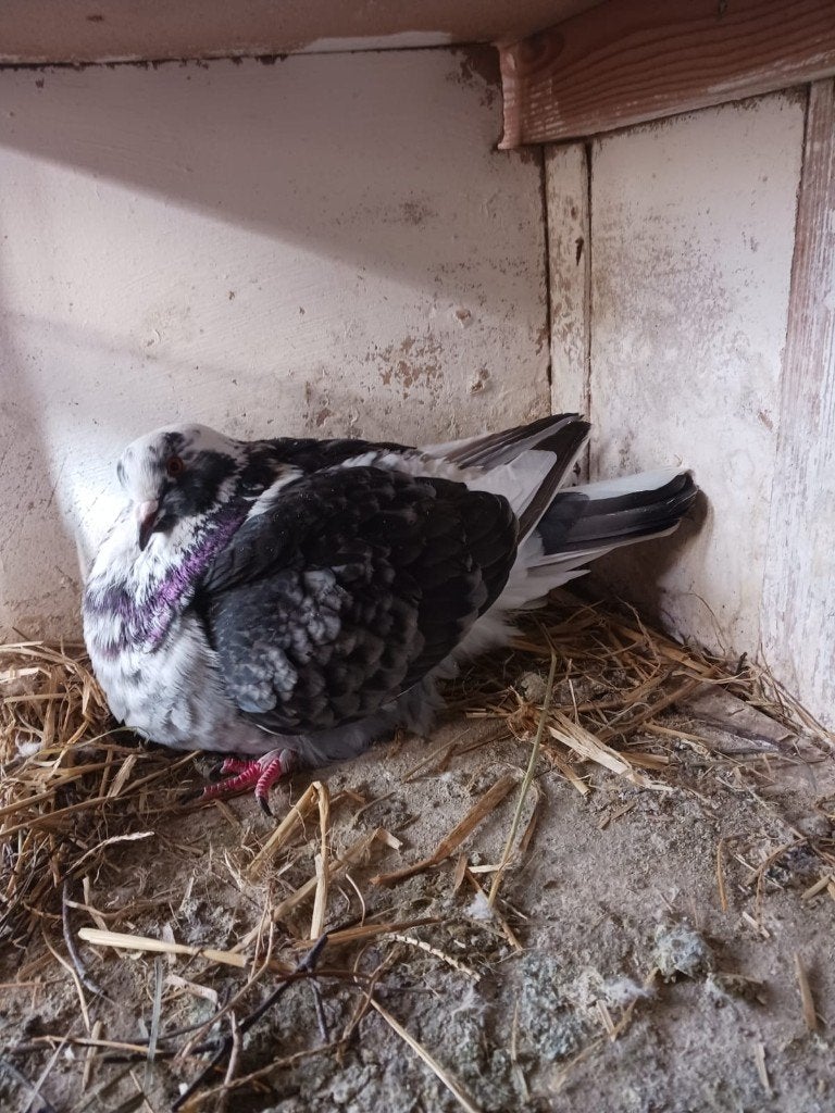 duiven, Dieren en Toebehoren