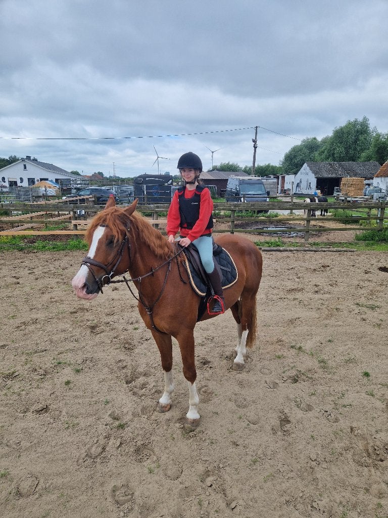 Paard, Dieren en Toebehoren, Paarden, Springpaard, Ruin, Zadelmak, 3 tot 6 jaar