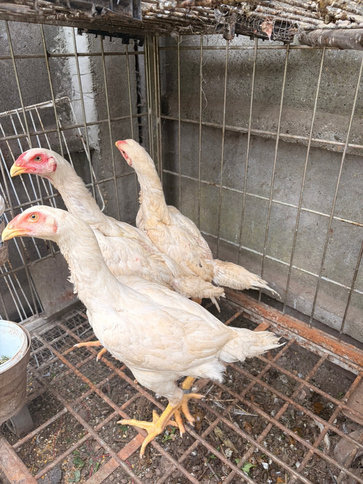Shampooing blanc, Animaux & Accessoires, Poule ou poulet