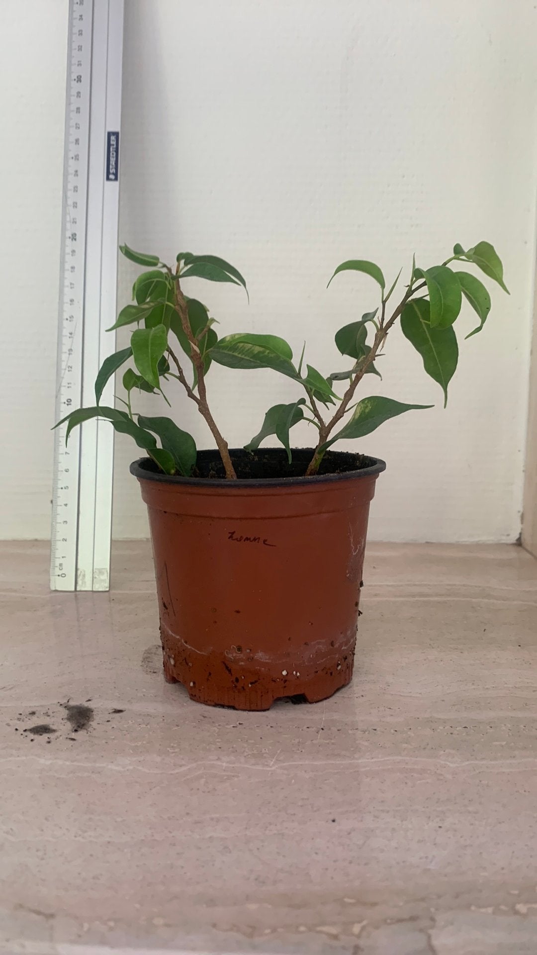 Ficus benjamina 20 cm, Huis en Inrichting, Kamerplanten, Ophalen, Ficus