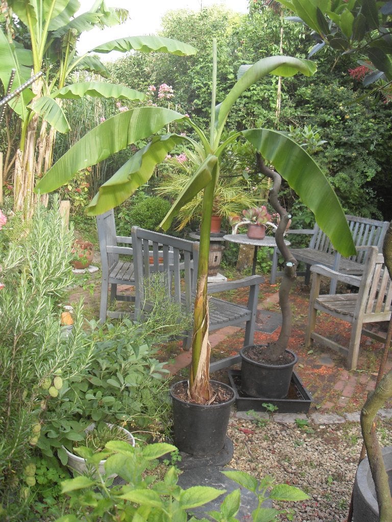 bananenboom, Tuin en Terras, Planten | Bomen, Overige soorten, 100 tot 250 cm, Zomer, Ophalen
