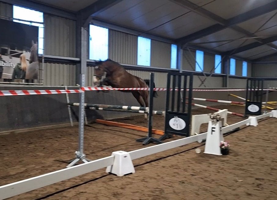 14 jarige merrie, Dieren en Toebehoren, Merrie