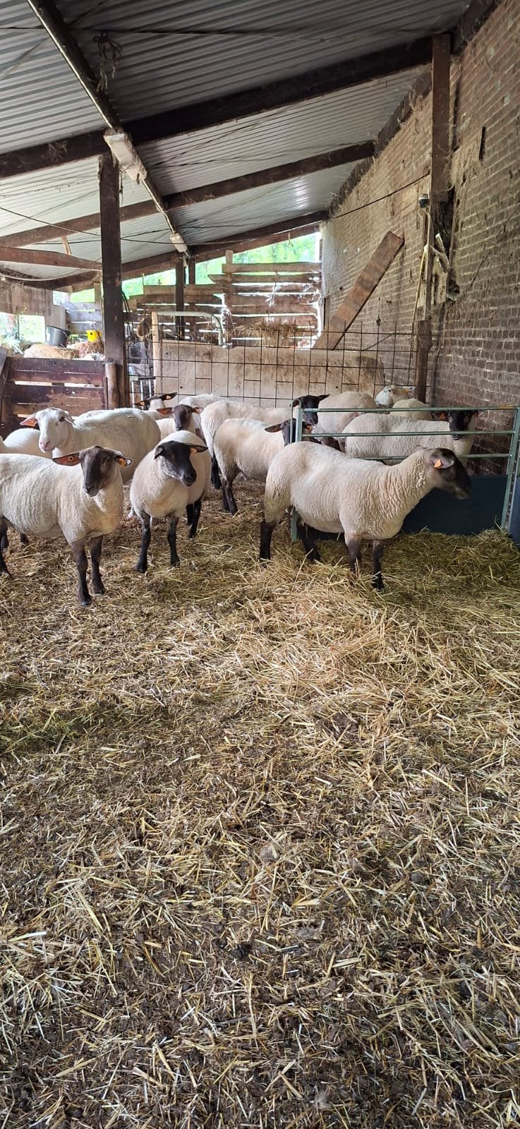 Fokkerijschapen, Femelle, Mouton, 0 à 2 ans