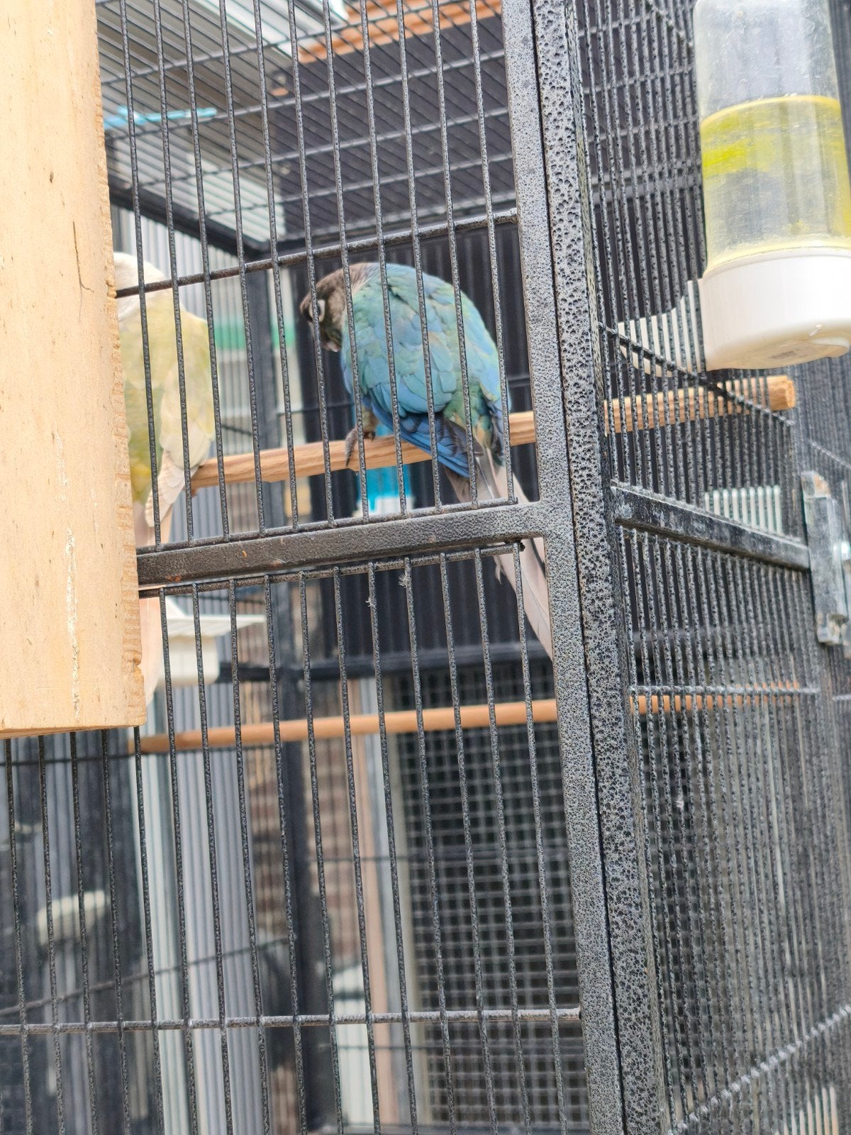 Couple turquoise violet, Animaux & Accessoires