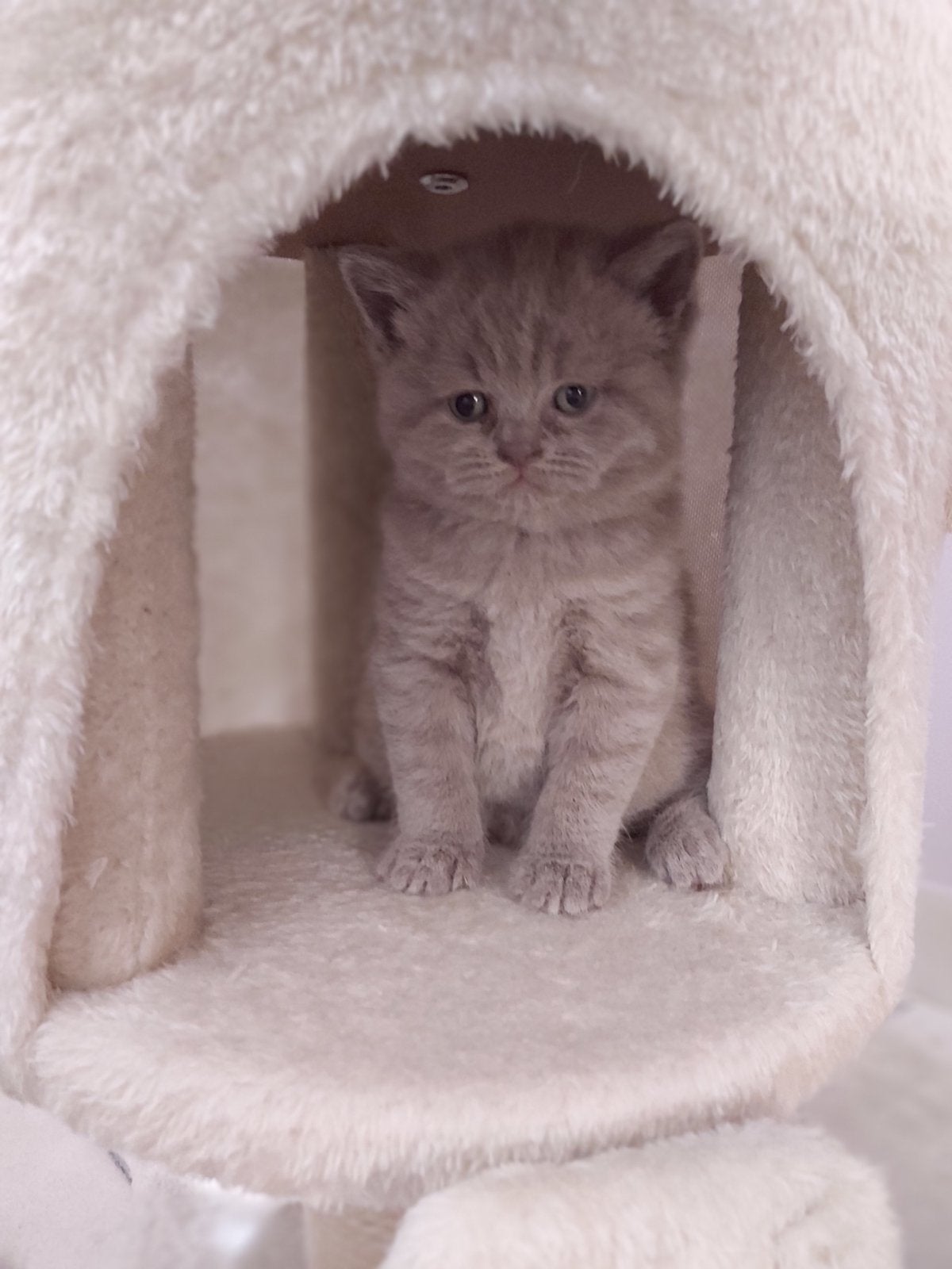 Lilac kitten, Chat, Avec pedigree, 0 à 2 ans