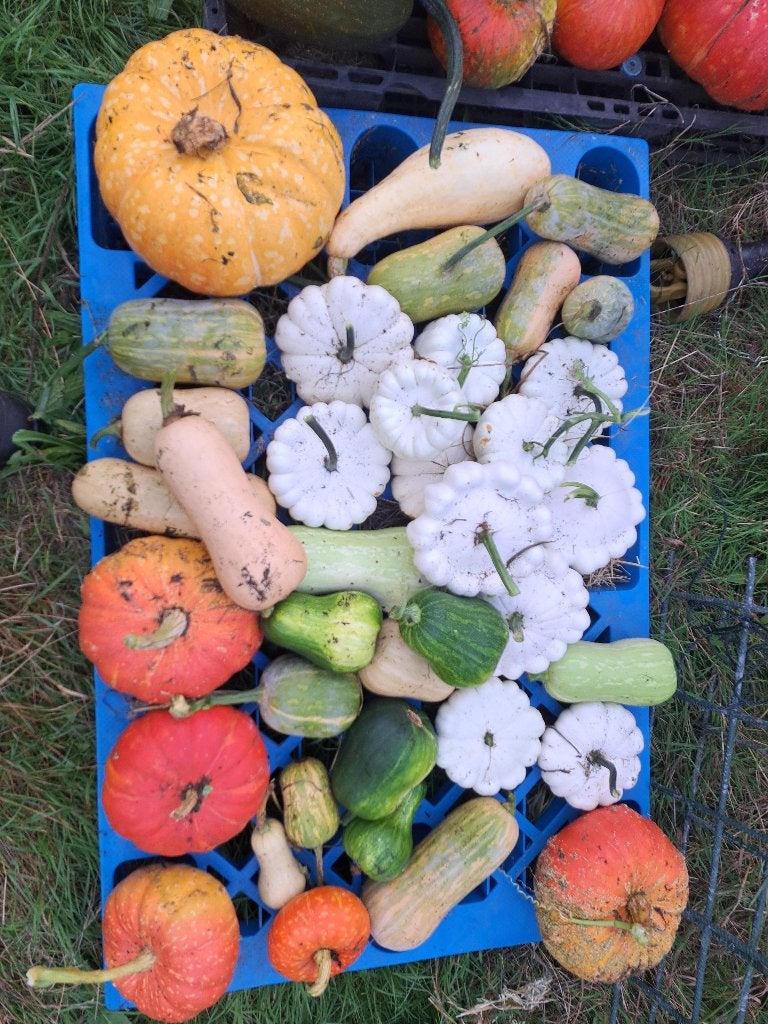 Pompoenen, patissons, Diversen, Ophalen