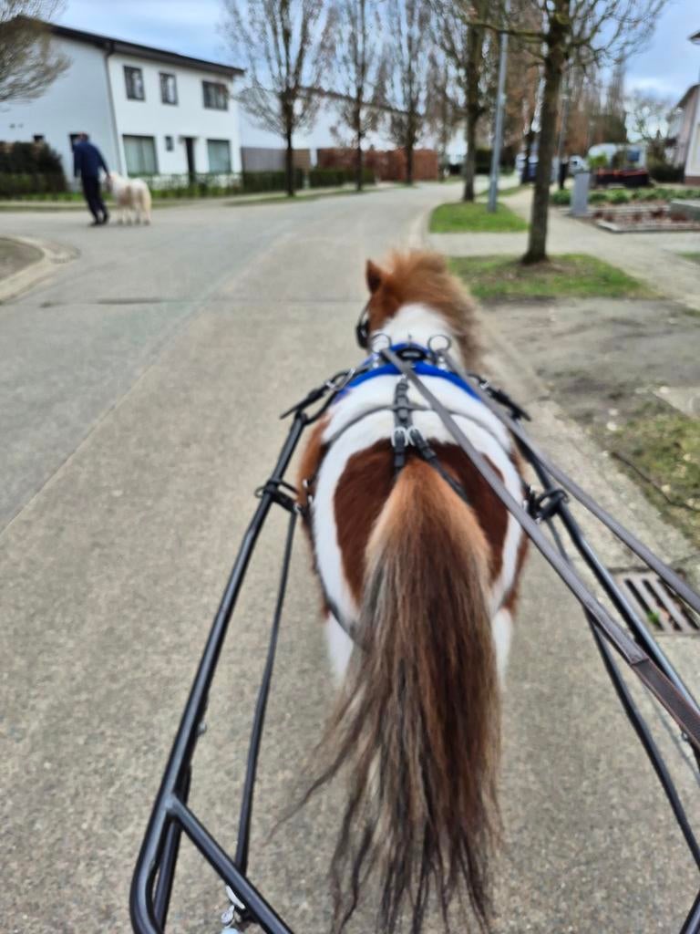 GRATIS zuivere paardenmest, Enlèvement
