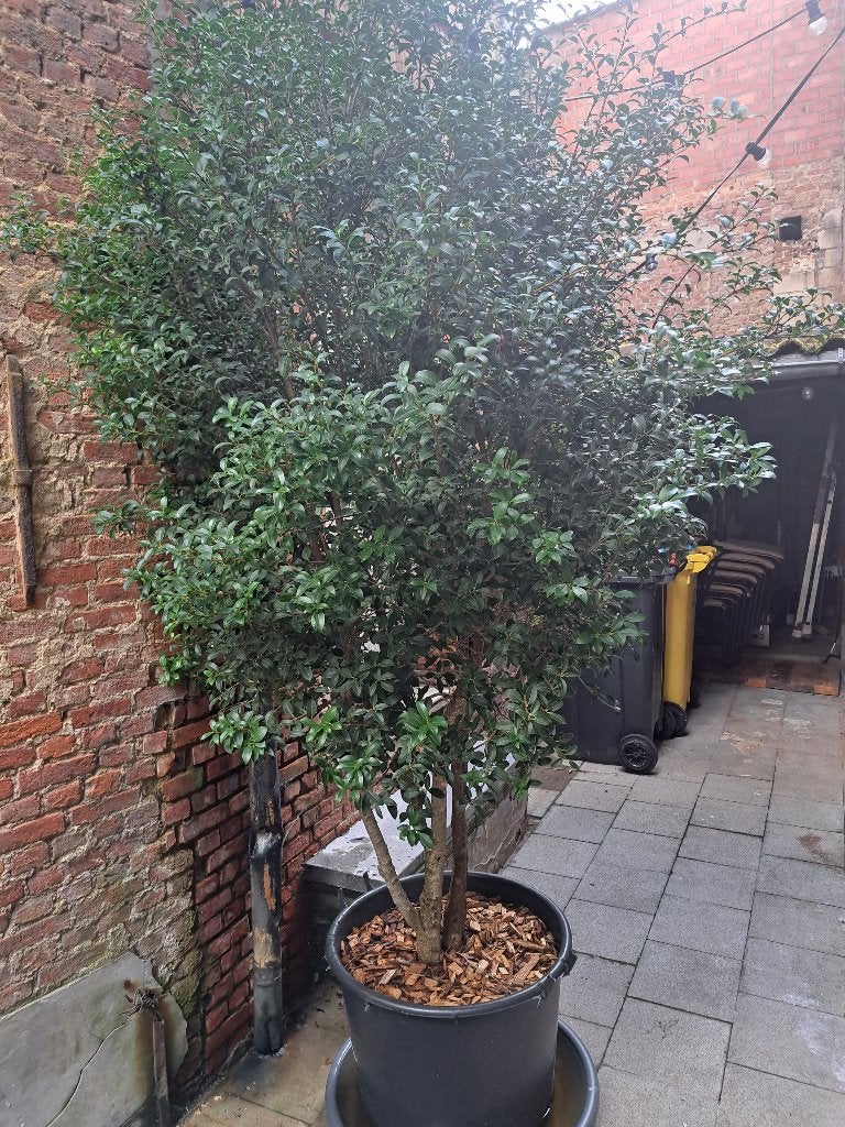 Osmanthus burkwoodii meerstam, Ophalen