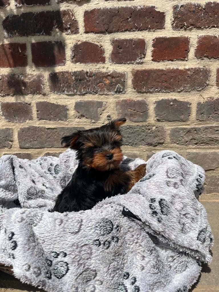 Yorkshire puppy reutje, Yorkshire Terriër, België, Particulier, Reu
