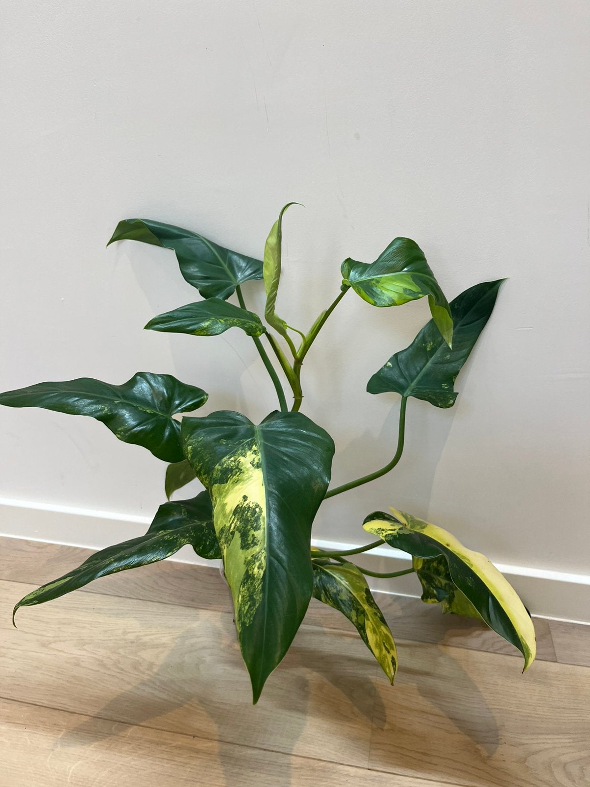 Philodendron Domesticum Variegata, Huis en Inrichting, Ophalen of Verzenden
