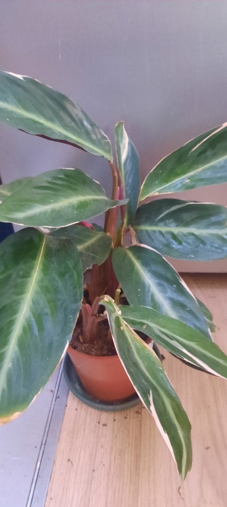 Plante Calathea triostar plant complet, Maison & Meubles, Autres espèces, En pot, Plante à fleurs, Moins de 100 cm