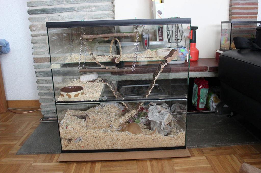 Terrarium knaagdieren, Ophalen, Gebruikt, Hok, Muis