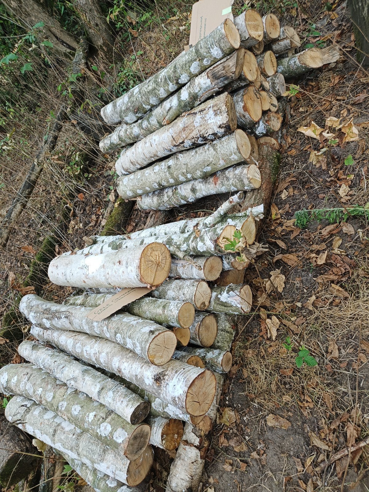 Berkenhout en eiken stam waar eetbare paddestoelen op groeie, Tuin en Terras, Planten | Bomen, Herfst, Minder dan 100 cm, Volledige schaduw