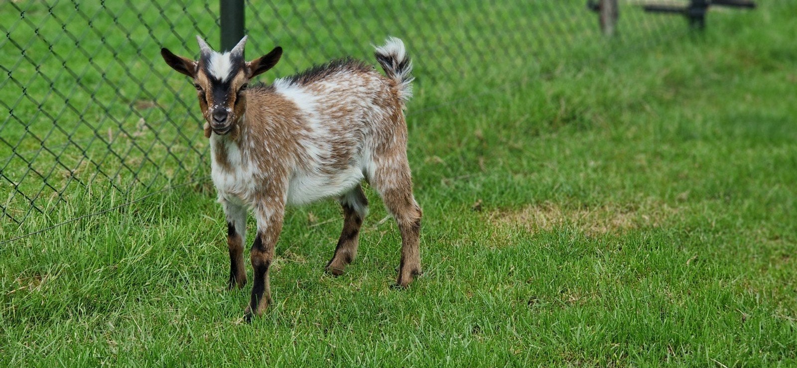 Chèvre hermine, Animaux & Accessoires, Moutons, Chèvres & Cochons, Mâle, Chèvre, 0 à 2 ans