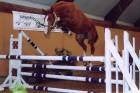 fokmerrie uit olympische stam met 1m40nakomelingen, Merrie, Springpaard, Met stamboom, Onbeleerd