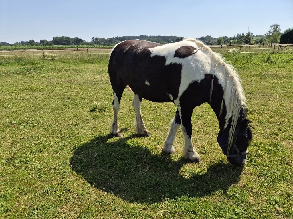Knappe D-pony, Animaux & Accessoires, Poneys, Avec puce électronique, Hongre, Débourré, Poney de récréation