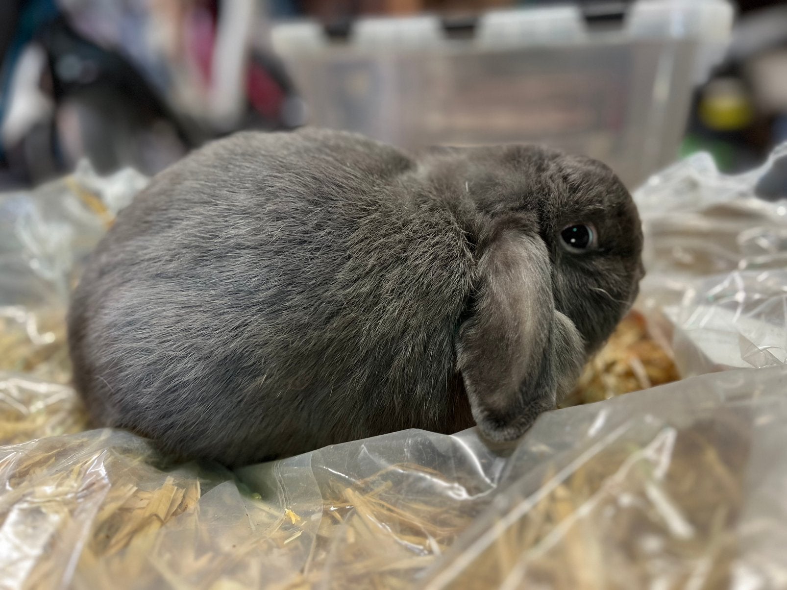 Fokram Nederlandse hangoordwerg blauw, Dieren en Toebehoren, Mannelijk