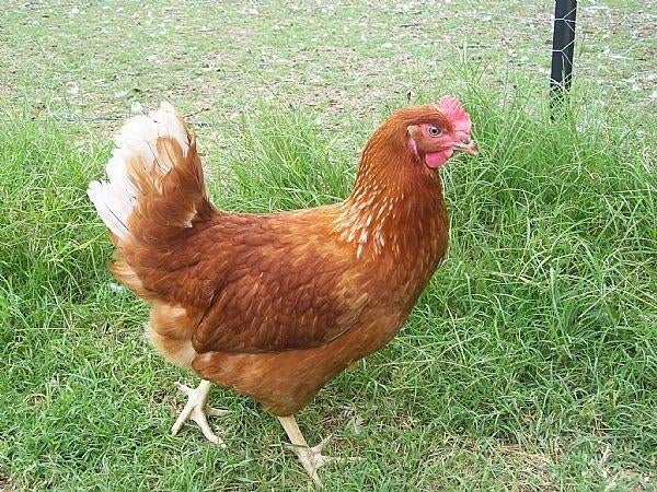 Alle kleuren leg- en sierkippen, Dieren en Toebehoren, Pluimvee