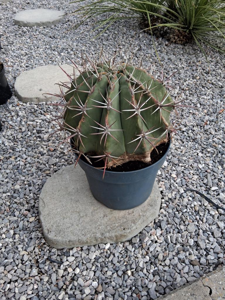 Cactus, Tuin en Terras, Planten | Tuinplanten, Ophalen