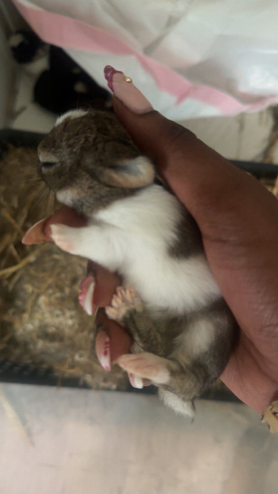 Bébés lapins, Plusieurs animaux, Nain, 0 à 2 ans