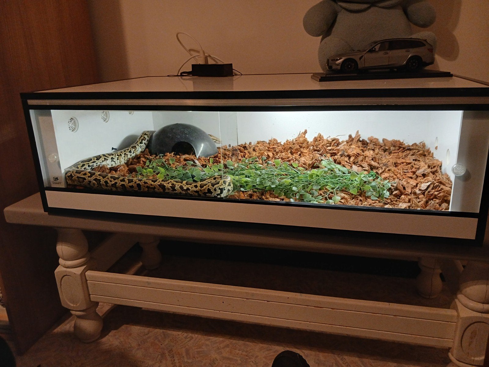 Python met terrarium, Ophalen