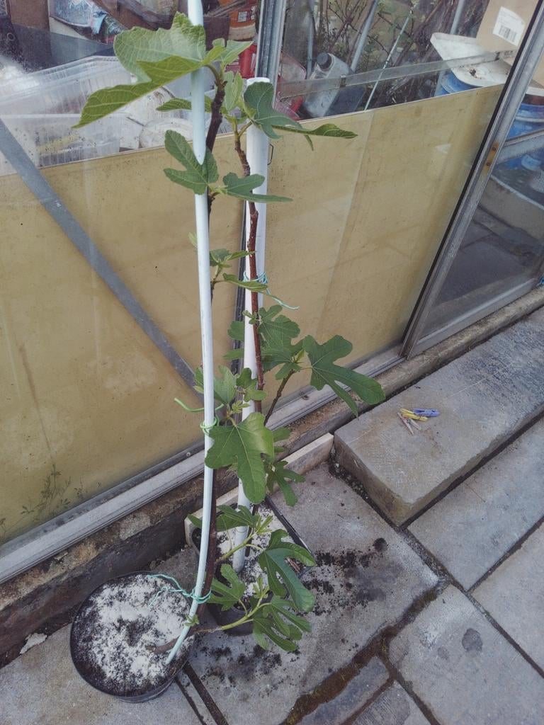 Vijgenboom 1,1 M groot, Tuin en Terras, Ophalen