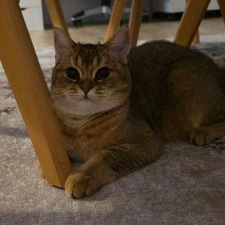 Britse korthaar kitten, Dieren en Toebehoren, Katten en Kittens | Raskatten | Korthaar, Poes, Gechipt, 0 tot 2 jaar