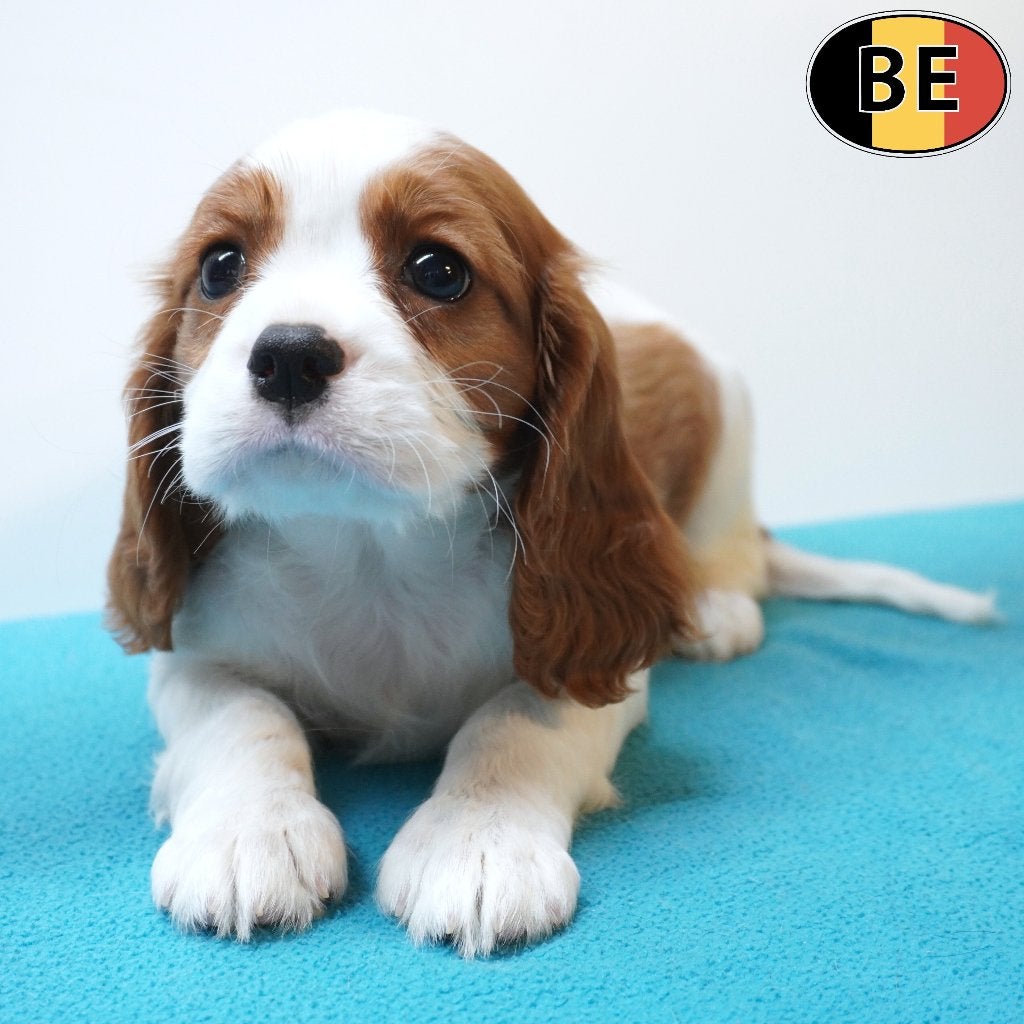 Cavalier King Charles - chiots belges à vendre, Commerçant, Autres races, 8 à 15 semaines, Plusieurs