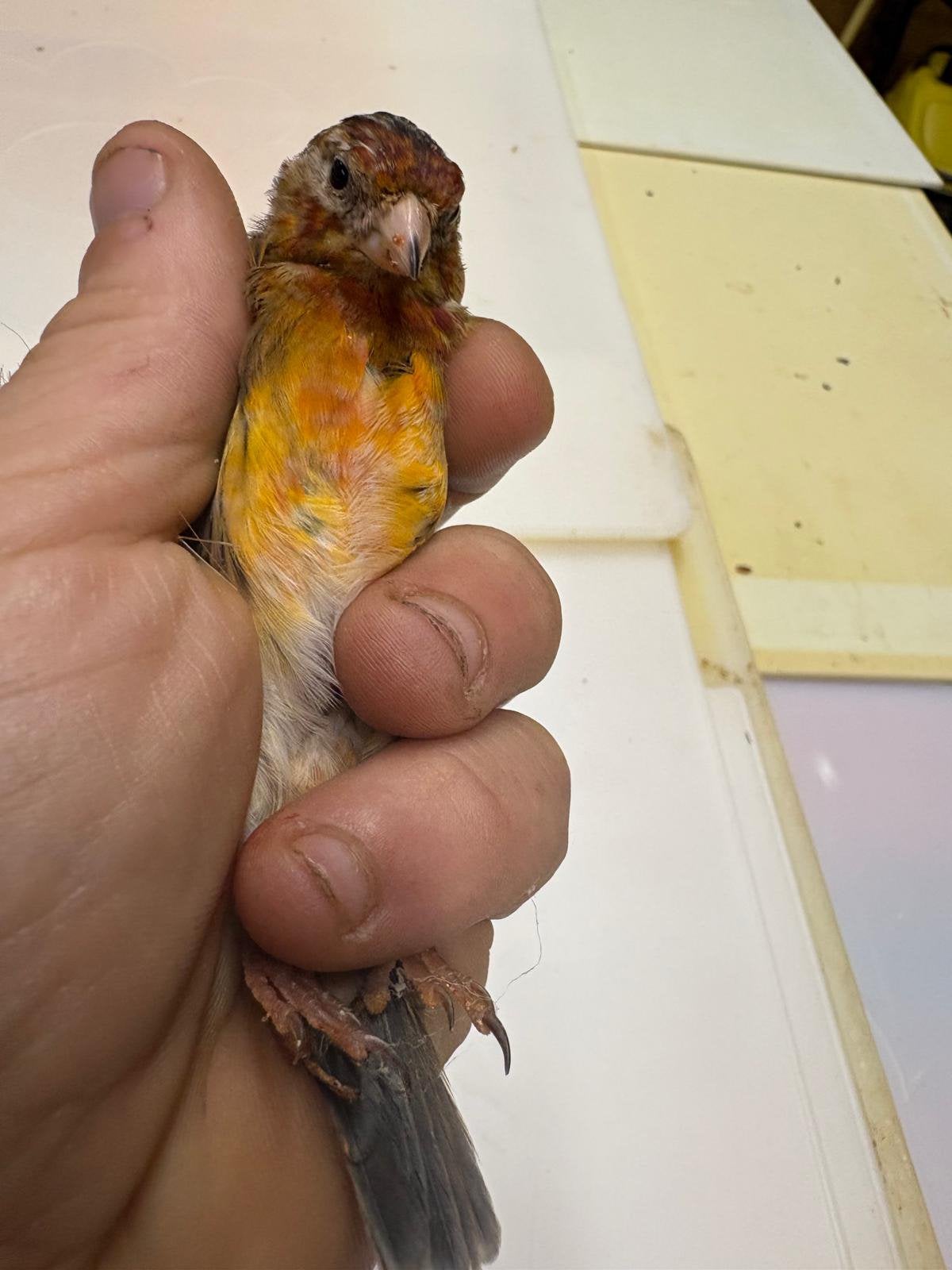 Kruisingen kleine distelvink x kanarie man, Dieren en Toebehoren, Mannelijk, Wildzangvogel, Geringd