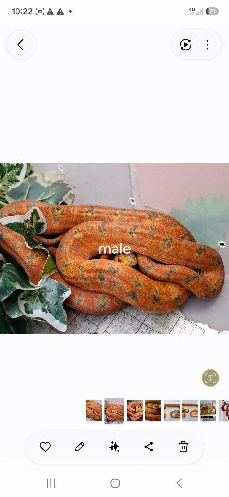 Mannelijke volwassen tuinboa (corallus hortulanus), Dieren en Toebehoren, Slang, 3 tot 6 jaar