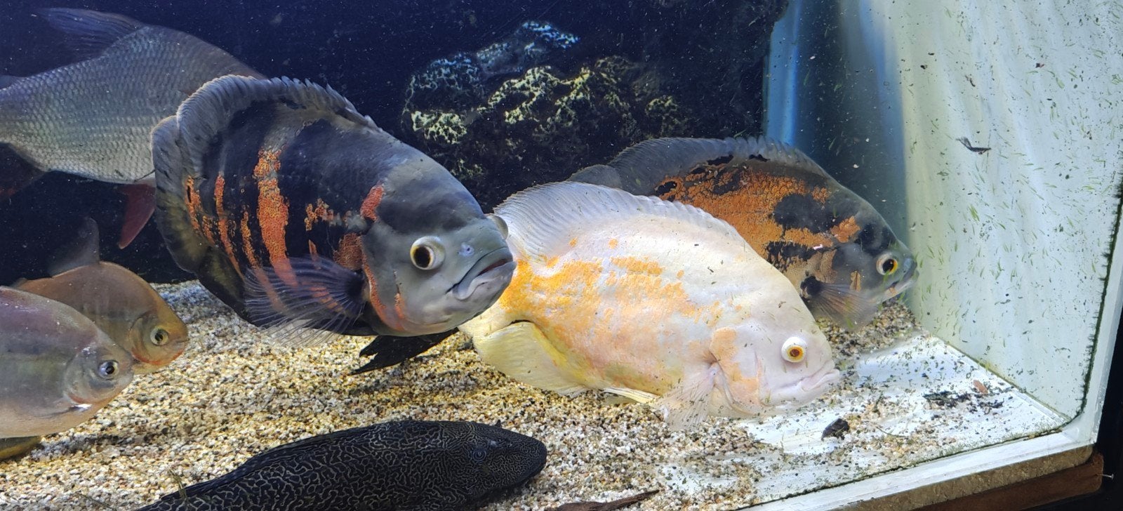 Oscars+ pleco + meervallen te koop, Dieren en Toebehoren