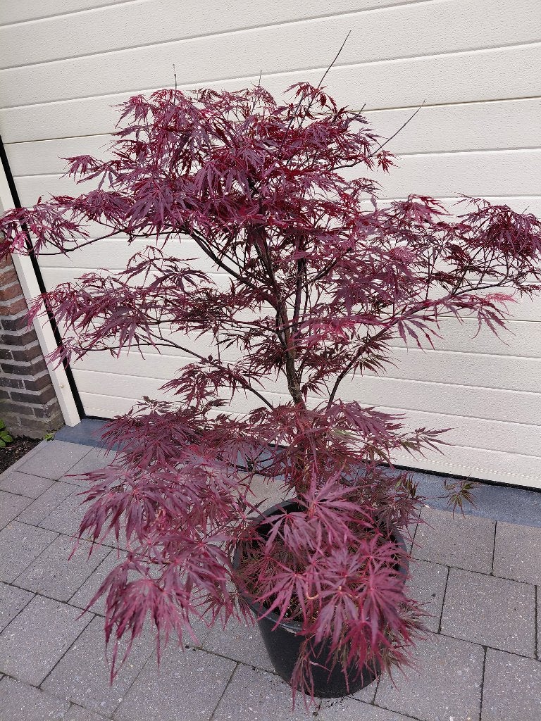 Acer Garnet, Tuin en Terras, Ophalen, Halfschaduw