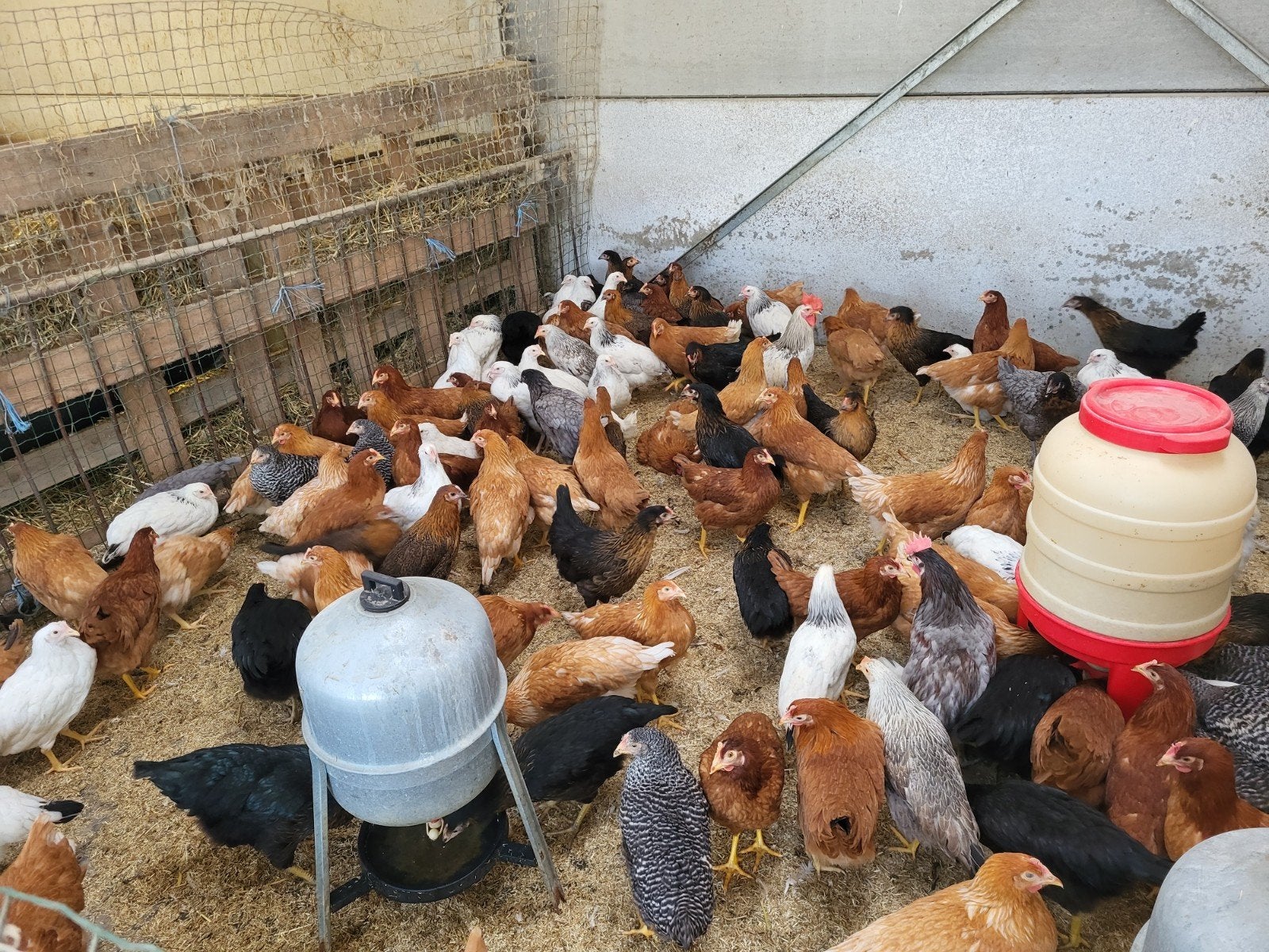 legkippen in verschillende kleuren, Dieren en Toebehoren, Vrouwelijk, Kip