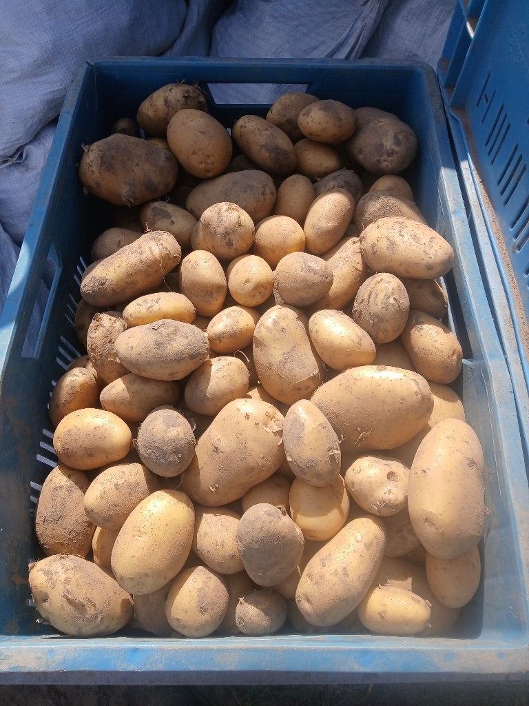 Nieuwe aardappelen, Zakelijke goederen, Landbouw | Aardappelen, Groenten, Fruit en Vlees, Ophalen