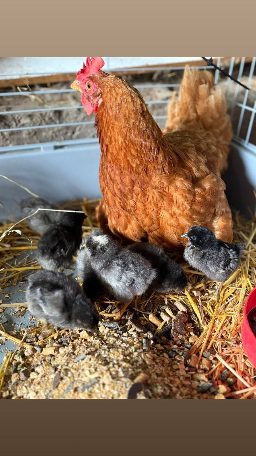 Legkip met 8 kuikens, Kip
