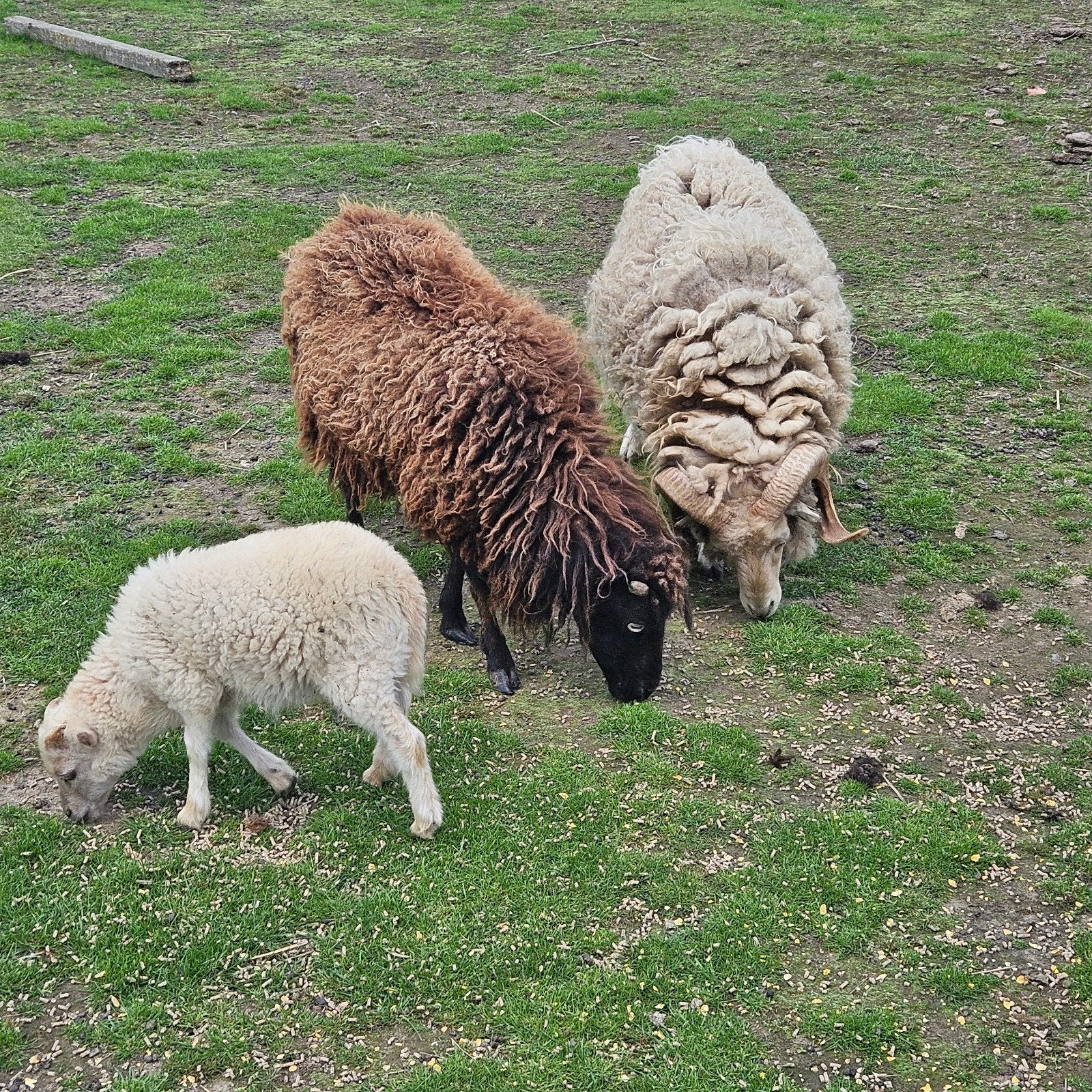 Ouessant familie, Dieren en Toebehoren, Schapen, Geiten en Varkens, Meerdere dieren, Schaap