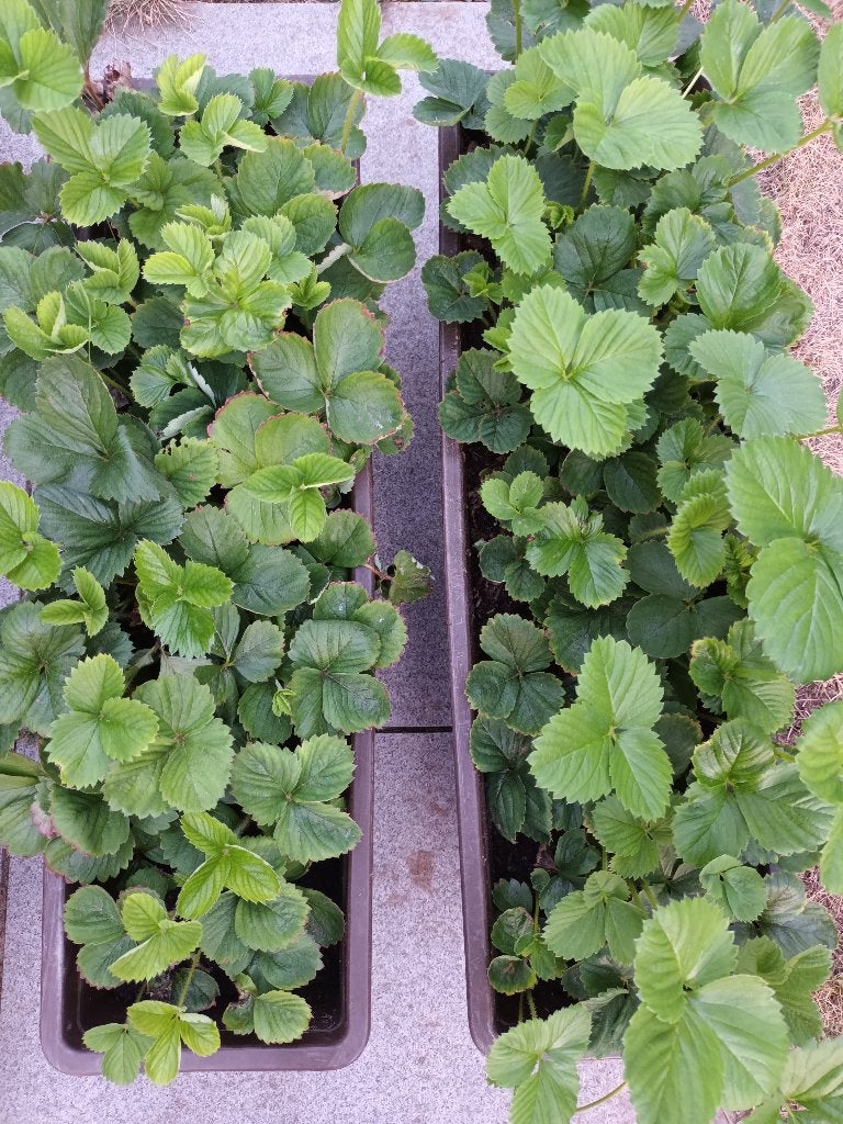 Plants de fraises Elsanta, Jardin & Terrasse, Plantes | Jardin, Plein soleil, Bisannuelle, Été, Enlèvement