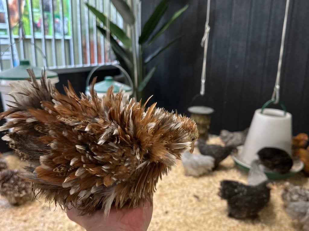Jonge tamme Cochin kriel krulvederig gesekst en ingeënt, Femelle, Poule ou poulet