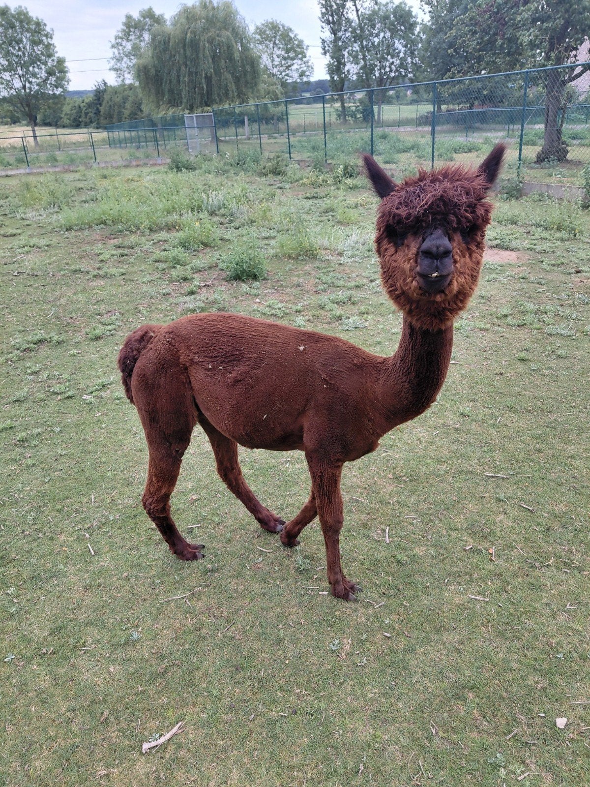 Alpaca s, Dieren en Toebehoren, Juni, Mannelijk