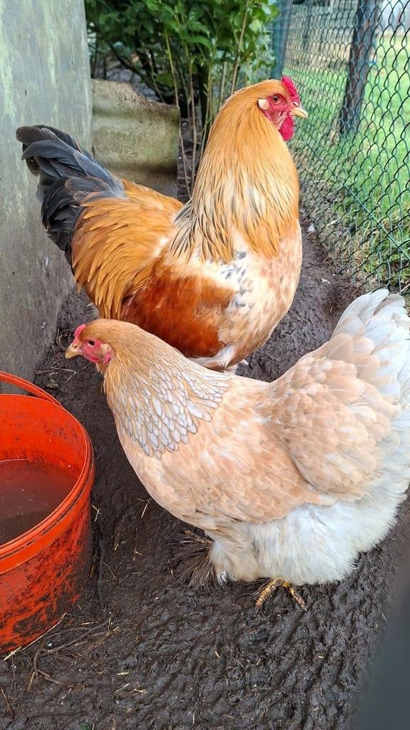 Brahma buff Colombia broedeieren, Dieren en Toebehoren, Pluimvee