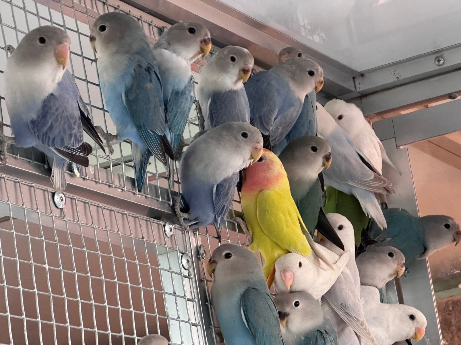 Roseicollie 2026 te koop. Laatste kans!, Dieren en Toebehoren, Vogels | Parkieten en Papegaaien, Geslacht onbekend, Dwergpapegaai of Agapornis