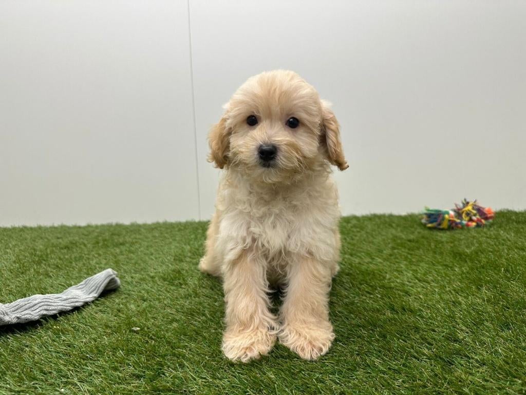 Havapoo pups, België, 8 tot 15 weken, Parvo, Meerdere
