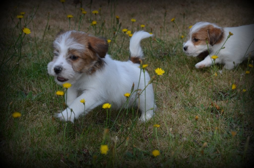 Jack Russell pups ruwhaar, Dieren en Toebehoren, België, Jack Russell Terriër, CDV (hondenziekte), 8 tot 15 weken